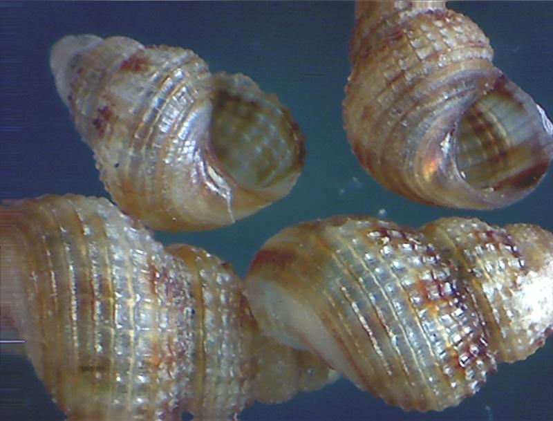 Alvania vermaasi ? ...parvula? ??